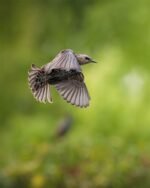 Sony Alpha A7R V Hybridkamera (nur Gehäuse), Schwarz – Bild 10