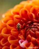 Sony FE 100mm F2.8 G-Master Schwarzes Makro-Objektiv mit Festbrennweite für E-Mount – Bild 3