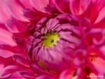 Sony FE 100mm F2.8 G-Master Schwarzes Makro-Objektiv mit Festbrennweite für E-Mount – Bild 6